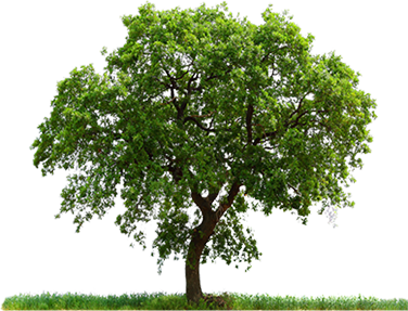 Tree Image