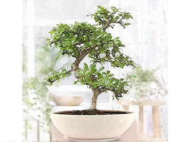 Flowering Carmona Bonsai