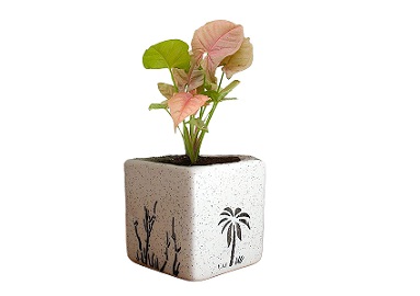 Good Luck Pink Syngonium