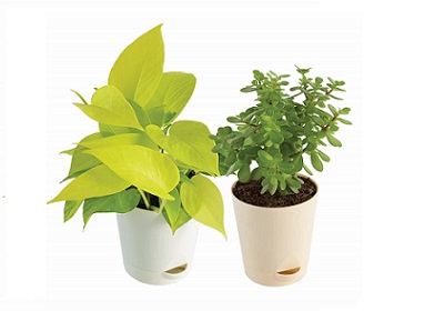 Jade Plant & Money Plant