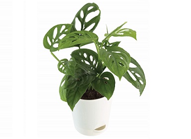 Philodendron Broken Heart Plant