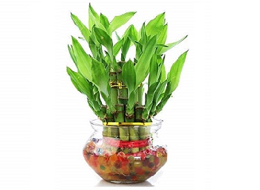 Lucky Bamboo plant