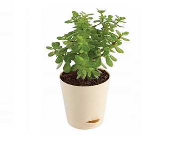 Good Luck Jade Plant